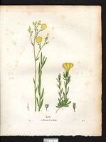 Lin en cloche (Linum campanulatum), lin campanulé (Linum campanulatum). Cliquer pour agrandir l'image. Lin en cloche (Linum campanulatum), lin campanulé (Linum campanulatum). Cliquer pour agrandir l'image.