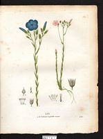 Lin à feuilles menues (Linum tenuifolium), lin à feuilles étroites (Linum tenuifolium). Cliquer pour agrandir l'image. Lin à feuilles menues (Linum tenuifolium), lin à feuilles étroites (Linum tenuifolium). Cliquer pour agrandir l'image.