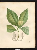 Magnolia acuminata. Cliquer pour agrandir l'image. Magnolia acuminata. Cliquer pour agrandir l'image.
