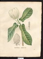 Magnolia ariculata. Cliquer pour agrandir l'image. Magnolia ariculata. Cliquer pour agrandir l'image.