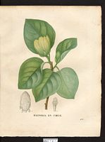 Magnolia cordata. Magnolia acuminata. Cliquer pour agrandir l'image. Magnolia cordata. Magnolia acuminata. Cliquer pour agrandir l'image.