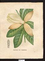 Magnolia thompsoniana. Cliquer pour agrandir l'image. Magnolia thompsoniana. Cliquer pour agrandir l'image.