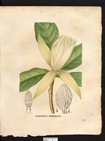 Magnolia tripetala. Cliquer pour agrandir l'image. Magnolia tripetala. Cliquer pour agrandir l'image.