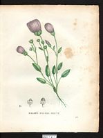 Malope malacoides. Cliquer pour agrandir l'image. Malope malacoides. Cliquer pour agrandir l'image.