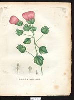Malope trifida. Cliquer pour agrandir l'image. Malope trifida. Cliquer pour agrandir l'image.