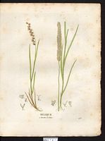 Melica nutans (Uniflora). Cliquer pour agrandir l'image.