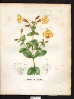 Mimulus luteus. Cliquer pour agrandir l'image. Mimulus luteus. Cliquer pour agrandir l'image.