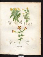 Mimulus à petites fleurs (Mimulus propinquus), (Mimulus glabratus). Cliquer pour agrandir l'image. Mimulus à petites fleurs (Mimulus propinquus), (Mimulus glabratus). Cliquer pour agrandir l'image.