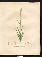 Narthecium calyculatum. Cliquer pour agrandir l'image. Narthecium calyculatum. Cliquer pour agrandir l'image.