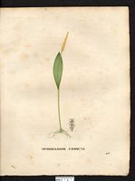 Ophioglossum vulgatum. Ophioglossum reticulatum. Cliquer pour agrandir l'image. Ophioglossum vulgatum. Ophioglossum reticulatum. Cliquer pour agrandir l'image.