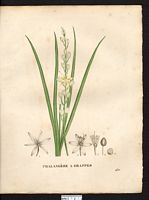 Phalangium liliago. anthericum liliago. Cliquer pour agrandir l'image. Phalangium liliago. anthericum liliago. Cliquer pour agrandir l'image.