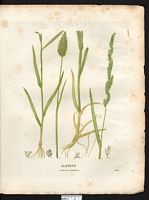 Alpiste bulbeuse (Phalaris bulbosa), (Phleum subulatum). Cliquer pour agrandir l'image. Alpiste bulbeuse (Phalaris bulbosa), (Phleum subulatum). Cliquer pour agrandir l'image.