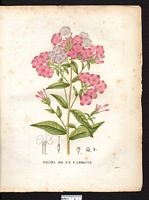 Phlox amoena (Pedunculata). Cliquer pour agrandir l'image.