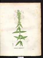 Phlox suaveolens. Cliquer pour agrandir l'image. Phlox suaveolens. Cliquer pour agrandir l'image.