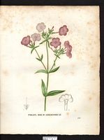 Phlox suffruticosa. Phlox carolina. Cliquer pour agrandir l'image. Phlox suffruticosa. Phlox carolina. Cliquer pour agrandir l'image.