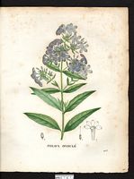 Phlox undulata. Cliquer pour agrandir l'image. Phlox undulata. Cliquer pour agrandir l'image.