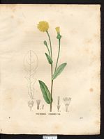 Picridium vulgare. Cliquer pour agrandir l'image. Picridium vulgare. Cliquer pour agrandir l'image.