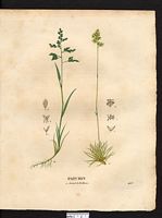 Pâturin bulbeux (Poa bulbosa). Cliquer pour agrandir l'image. Pâturin bulbeux (Poa bulbosa). Cliquer pour agrandir l'image.