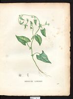Polygonum convolvulus. Bilderdykia convolvulus. Cliquer pour agrandir l'image. Polygonum convolvulus. Bilderdykia convolvulus. Cliquer pour agrandir l'image.
