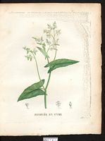 Polygonum cymosum. Fagopyrum dibotrys. Cliquer pour agrandir l'image. Polygonum cymosum. Fagopyrum dibotrys. Cliquer pour agrandir l'image.