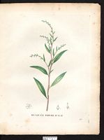 Polygonum hydropiper. Cliquer pour agrandir l'image. Polygonum hydropiper. Cliquer pour agrandir l'image.