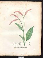 Polygonum orientale. Cliquer pour agrandir l'image. Polygonum orientale. Cliquer pour agrandir l'image.