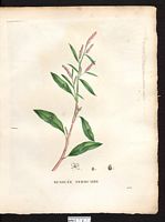 Polygonum persicaria. Cliquer pour agrandir l'image. Polygonum persicaria. Cliquer pour agrandir l'image.