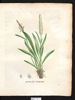 Polygonum viviparum. Cliquer pour agrandir l'image. Polygonum viviparum. Cliquer pour agrandir l'image.