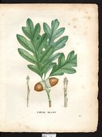 Quercus alba. Cliquer pour agrandir l'image. Quercus alba. Cliquer pour agrandir l'image.