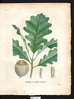 Quercus macrocarpa. Quercus iberica. Cliquer pour agrandir l'image. Quercus macrocarpa. Quercus iberica. Cliquer pour agrandir l'image.
