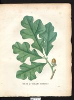 Quercus obtusiloba. Cliquer pour agrandir l'image. Quercus obtusiloba. Cliquer pour agrandir l'image.