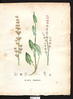Rumex acetosa. Cliquer pour agrandir l'image. Rumex acetosa. Cliquer pour agrandir l'image.