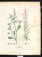 Rumex tête de bœuf (Rumex bucephalophorus), oseille tête-de-bœuf (Rumex bucephalophorus). Cliquer pour agrandir l'image. Rumex tête de bœuf (Rumex bucephalophorus), oseille tête-de-bœuf (Rumex bucephalophorus). Cliquer pour agrandir l'image.