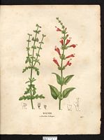 Sauge écarlate (Salvia coccinea). Cliquer pour agrandir l'image. Sauge écarlate (Salvia coccinea). Cliquer pour agrandir l'image.