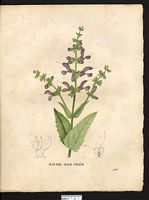 Salvia patensis. Cliquer pour agrandir l'image. Salvia patensis. Cliquer pour agrandir l'image.