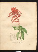 Salvia splendens. Cliquer pour agrandir l'image. Salvia splendens. Cliquer pour agrandir l'image.