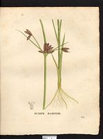 Scirpus maritimus. Bolboschoenus maritimus. Cliquer pour agrandir l'image. Scirpus maritimus. Bolboschoenus maritimus. Cliquer pour agrandir l'image.