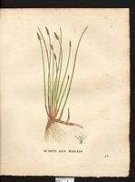 Scirpus palustris. Eleocharis palustris. Cliquer pour agrandir l'image. Scirpus palustris. Eleocharis palustris. Cliquer pour agrandir l'image.