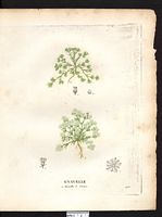 Gnavelle vivace. scléranthe vivace (Scleranthus perennis). Cliquer pour agrandir l'image. Gnavelle vivace. scléranthe vivace (Scleranthus perennis). Cliquer pour agrandir l'image.
