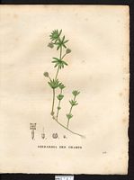 Sherardia arvensis. Cliquer pour agrandir l'image. Sherardia arvensis. Cliquer pour agrandir l'image.