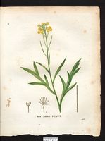 Sisymbrium acre. Cliquer pour agrandir l'image. Sisymbrium acre. Cliquer pour agrandir l'image.