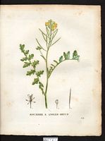 Sisymbrium obtusangulum. Cliquer pour agrandir l'image. Sisymbrium obtusangulum. Cliquer pour agrandir l'image.