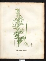Sisymbrium sophia. Descurainia sophia. Cliquer pour agrandir l'image. Sisymbrium sophia. Descurainia sophia. Cliquer pour agrandir l'image.