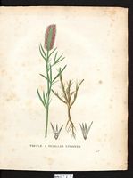 Trifolium sp. Cliquer pour agrandir l'image. Trifolium sp. Cliquer pour agrandir l'image.