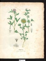 Trèfle tortueux (Trifolium flexuosum), trèfle intermédiaire (Trifolium medium). Cliquer pour agrandir l'image. Trèfle tortueux (Trifolium flexuosum), trèfle intermédiaire (Trifolium medium). Cliquer pour agrandir l'image.