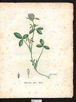 Trifolium pratense. Cliquer pour agrandir l'image. Trifolium pratense. Cliquer pour agrandir l'image.