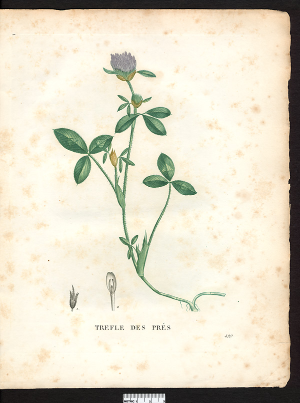 Trifolium pratense