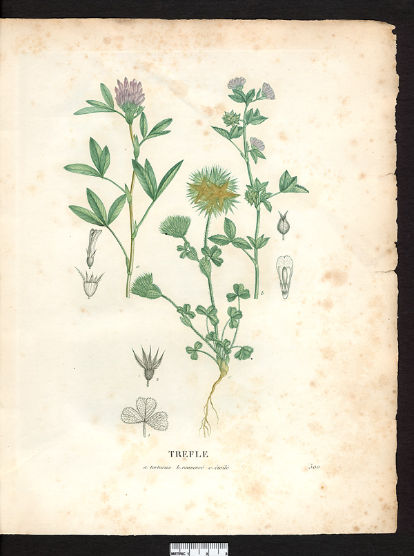 Trèfle étoilé (Trifolium stellatum)