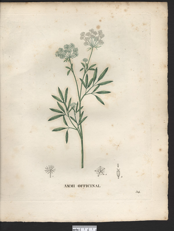 Ammi majus