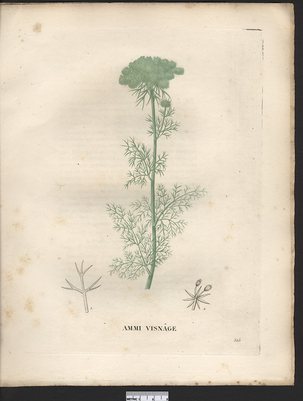 Ammi visnaga (daucus)